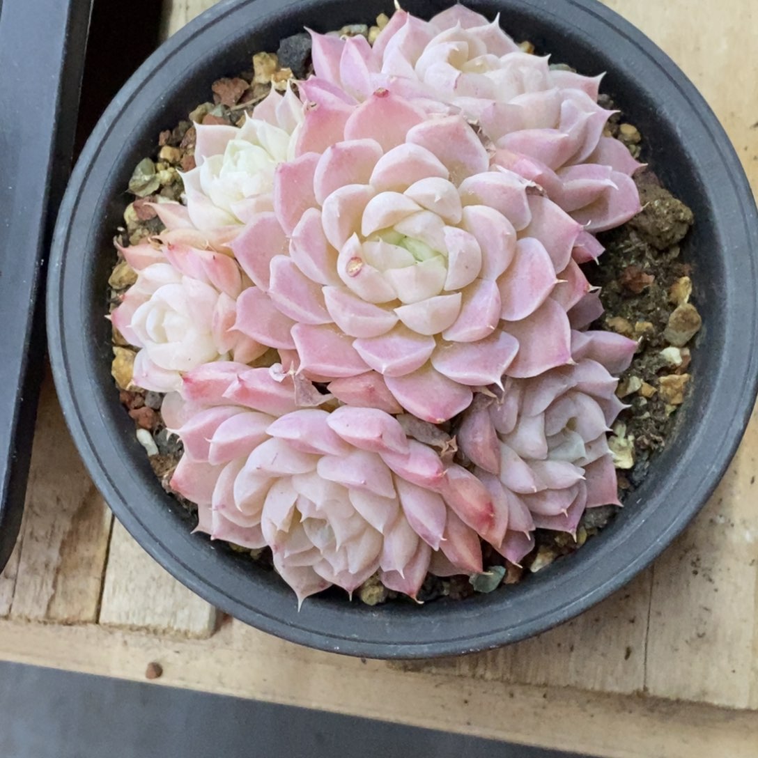 精品多肉一物拍不包整