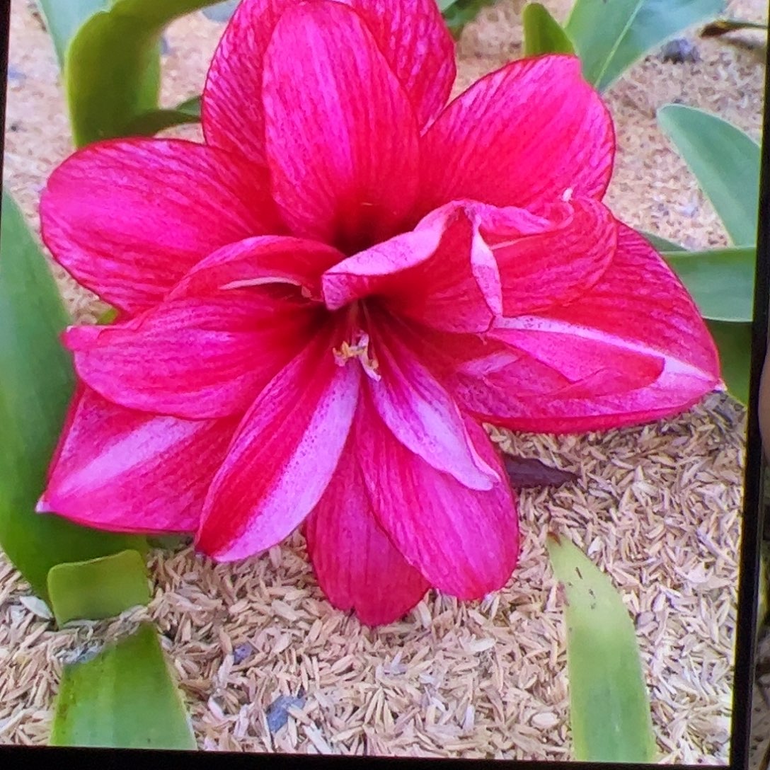 王***花朱顶红紫蝶进口开花球6cm左右