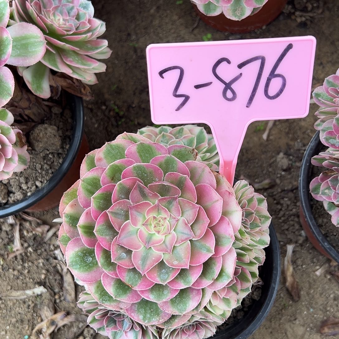 3-876倾城多肉法师