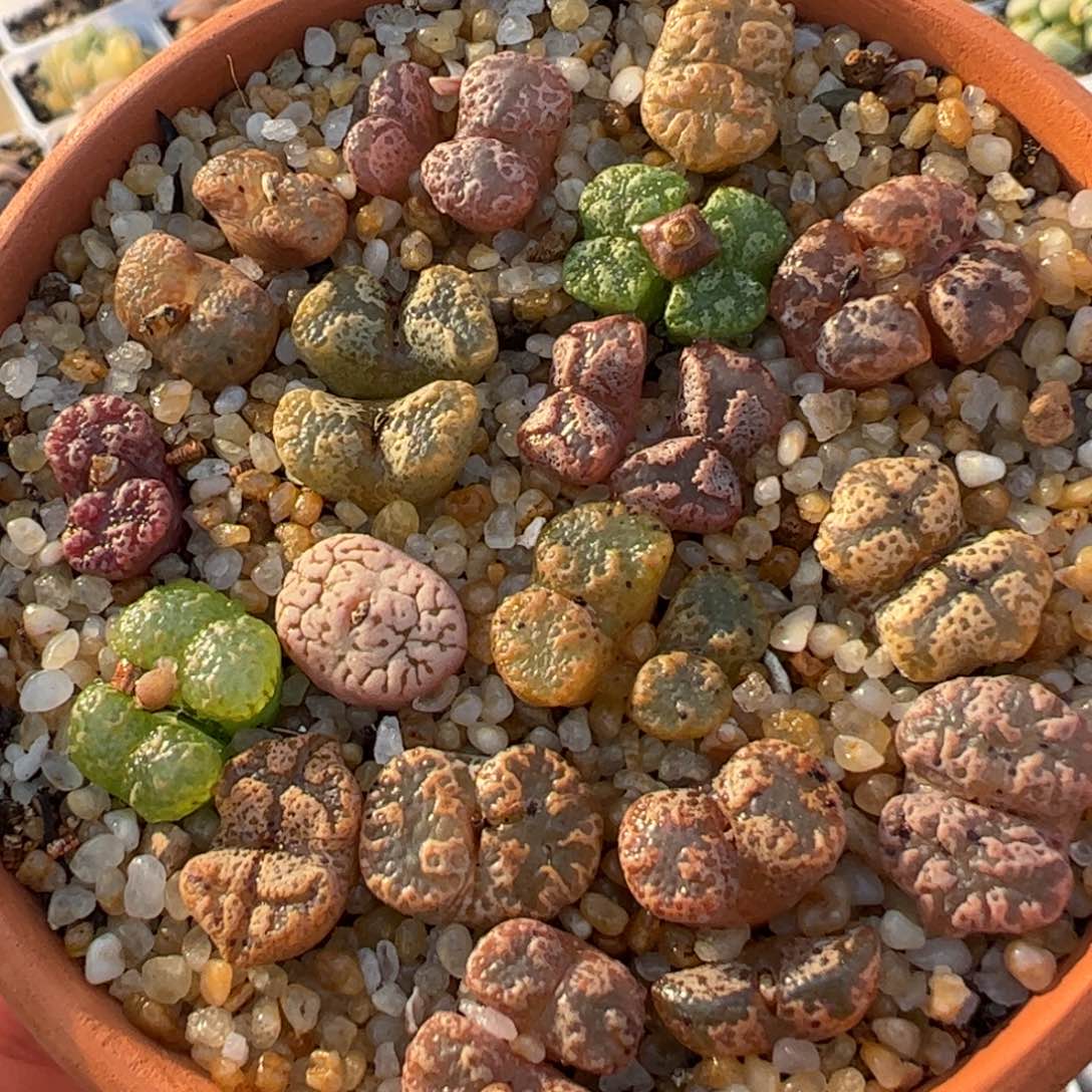 一整盆勋章带盆多肉植物百科