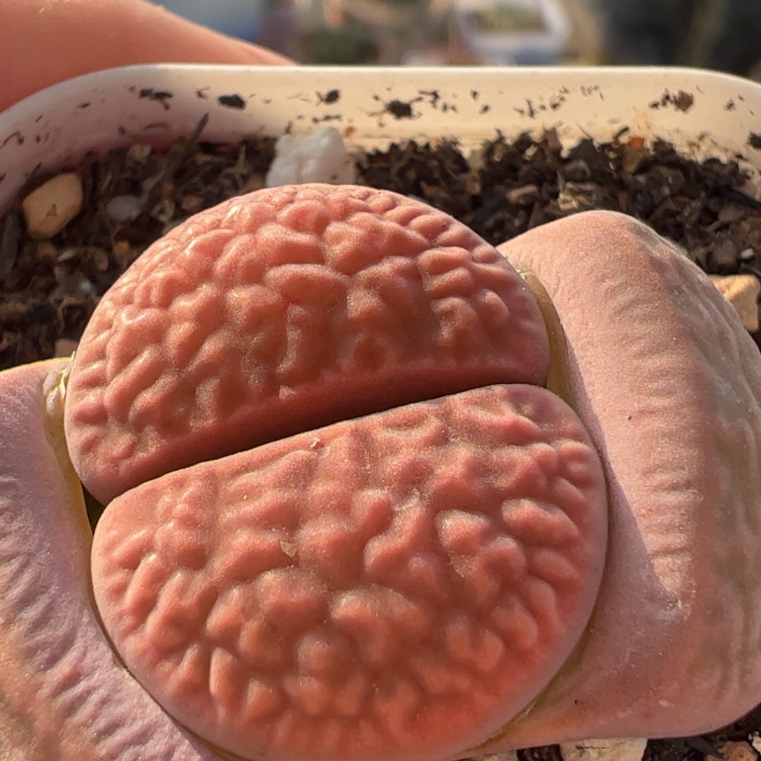 多肉植物百科691