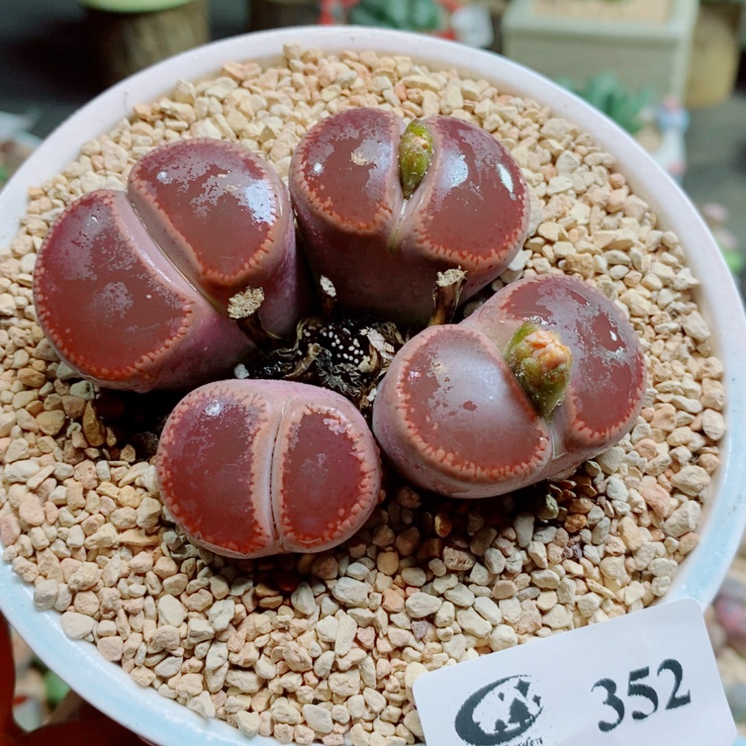生石花花花花花花352