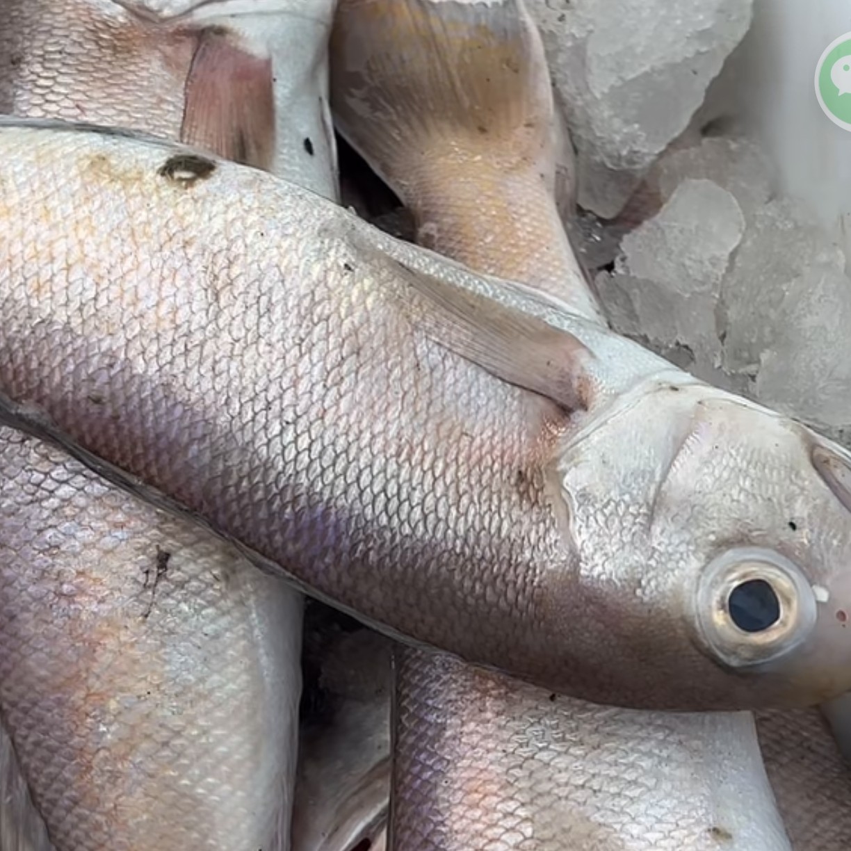 北海  野生 马头鱼