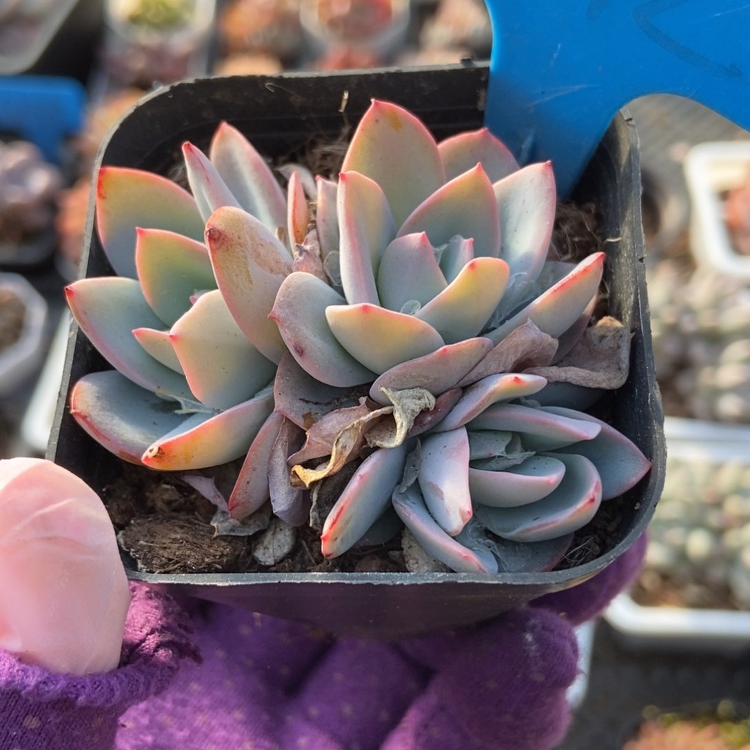 792布鲁蓝多肉植物保护