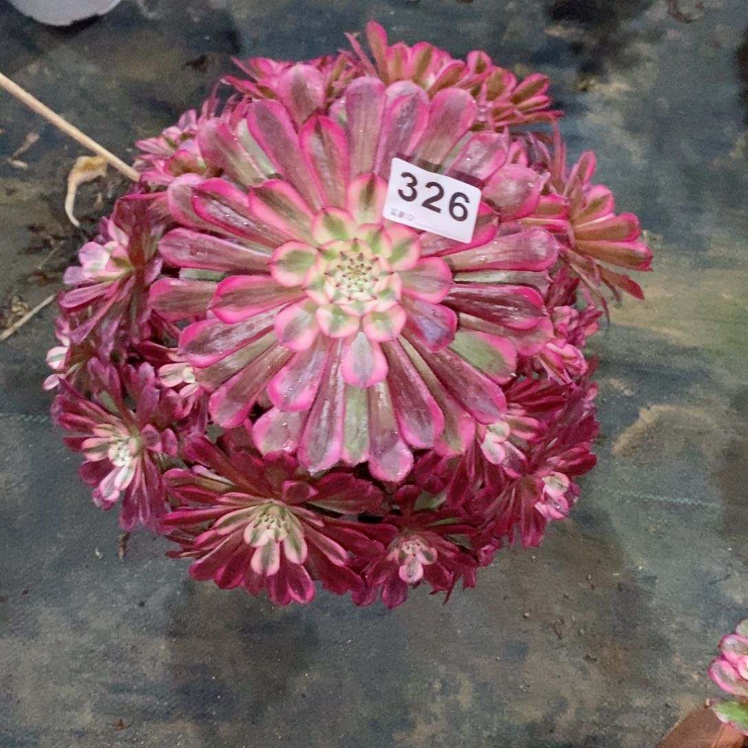 红铜白326多肉1111