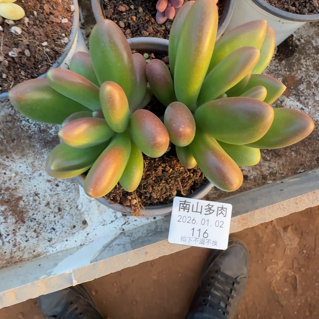 宸***）金拉11110202-116