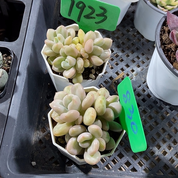 丙***后多肉植物比尔盖茨1923 830