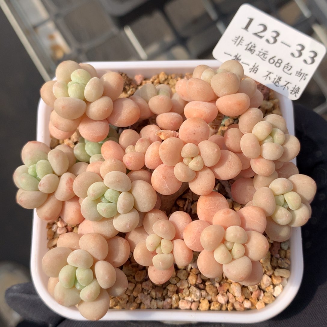 33。洛可可。整桩群身。8cm