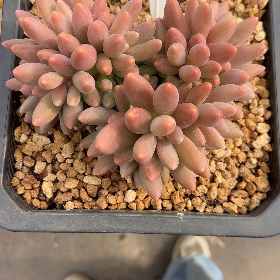 116糖果美人。  多肉。