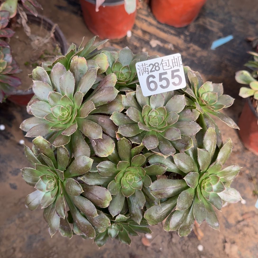 金缕多肉655满28包邮断枝不包