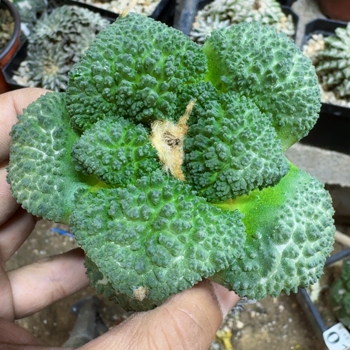 福利苗接大尤哥斯拉217