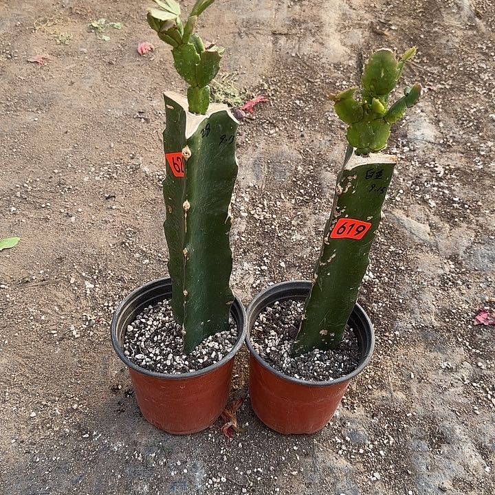 619+620嫁接蟹爪兰：028+白重（无苞）