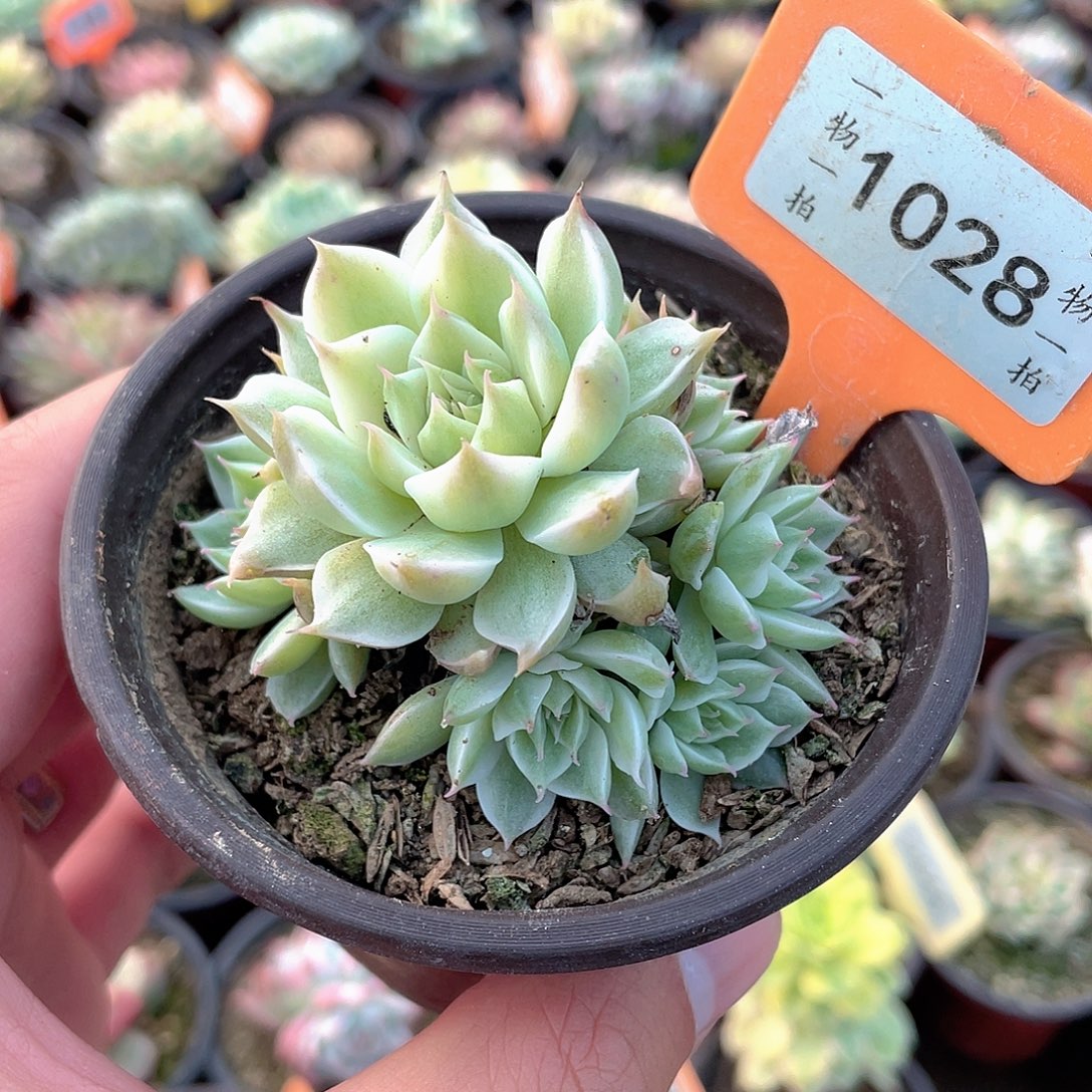 玛格丽特锦手捧1028号