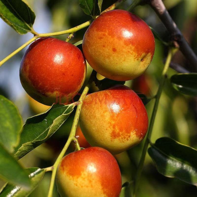 【D辽宁卫视推荐】正宗陕西大荔冬枣 冰糖冬枣 现摘现发 脆甜 顺丰包邮 次日达陕西省