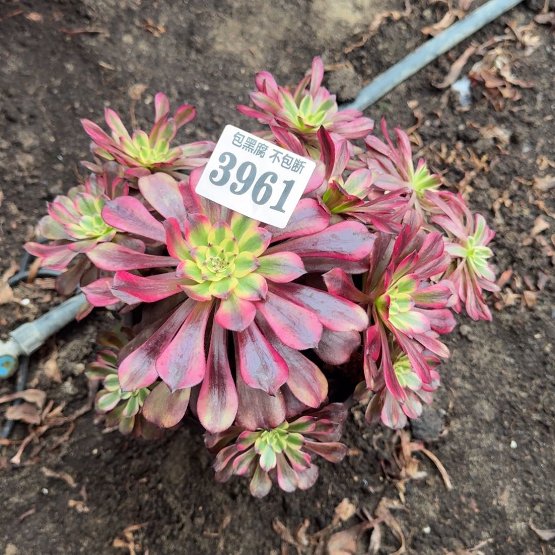 法师美肌3961 19-28