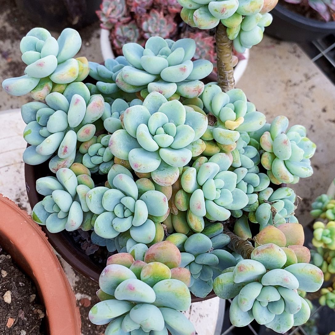 香香劳尔整桩整群老桩