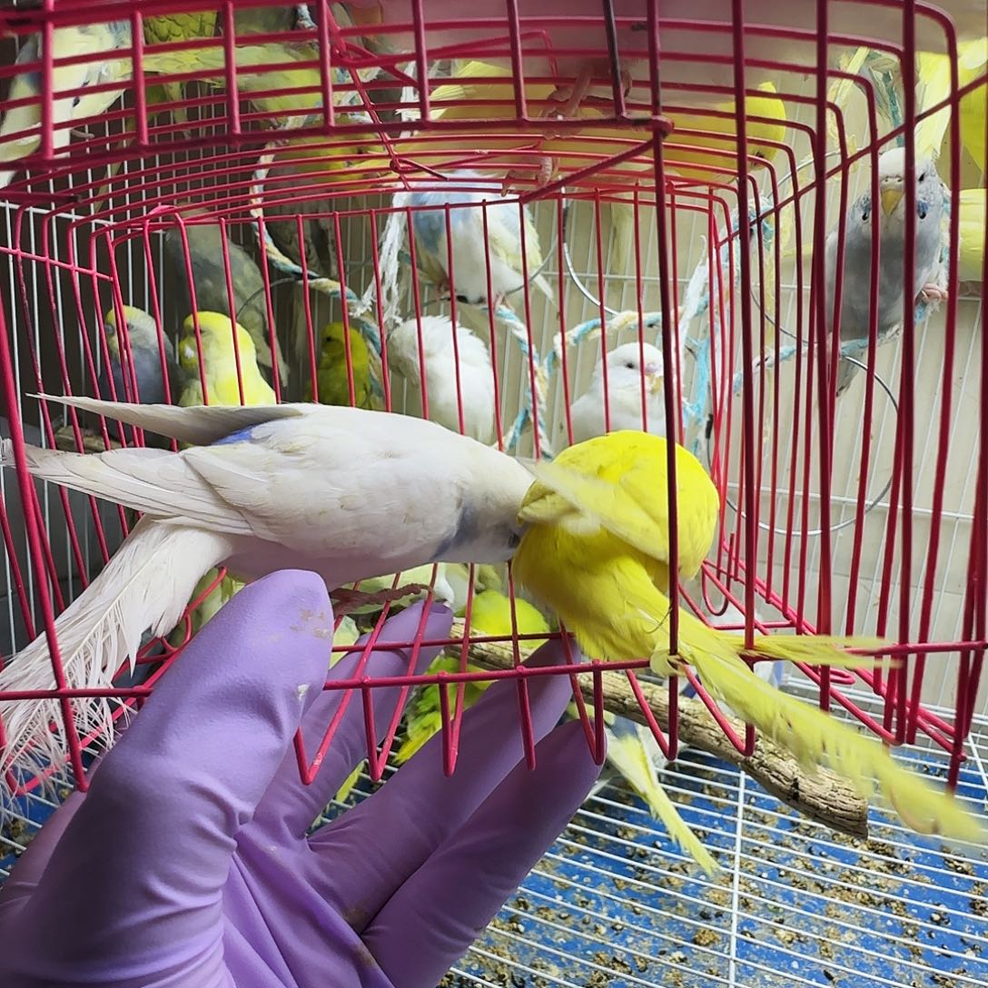 虎皮鹦鹉大头虎皮两只