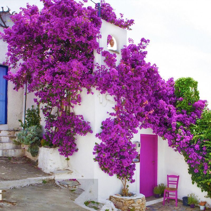 三角梅-云南紫-超大棵-运输过程掉花掉叶是正常现象-介意勿拍