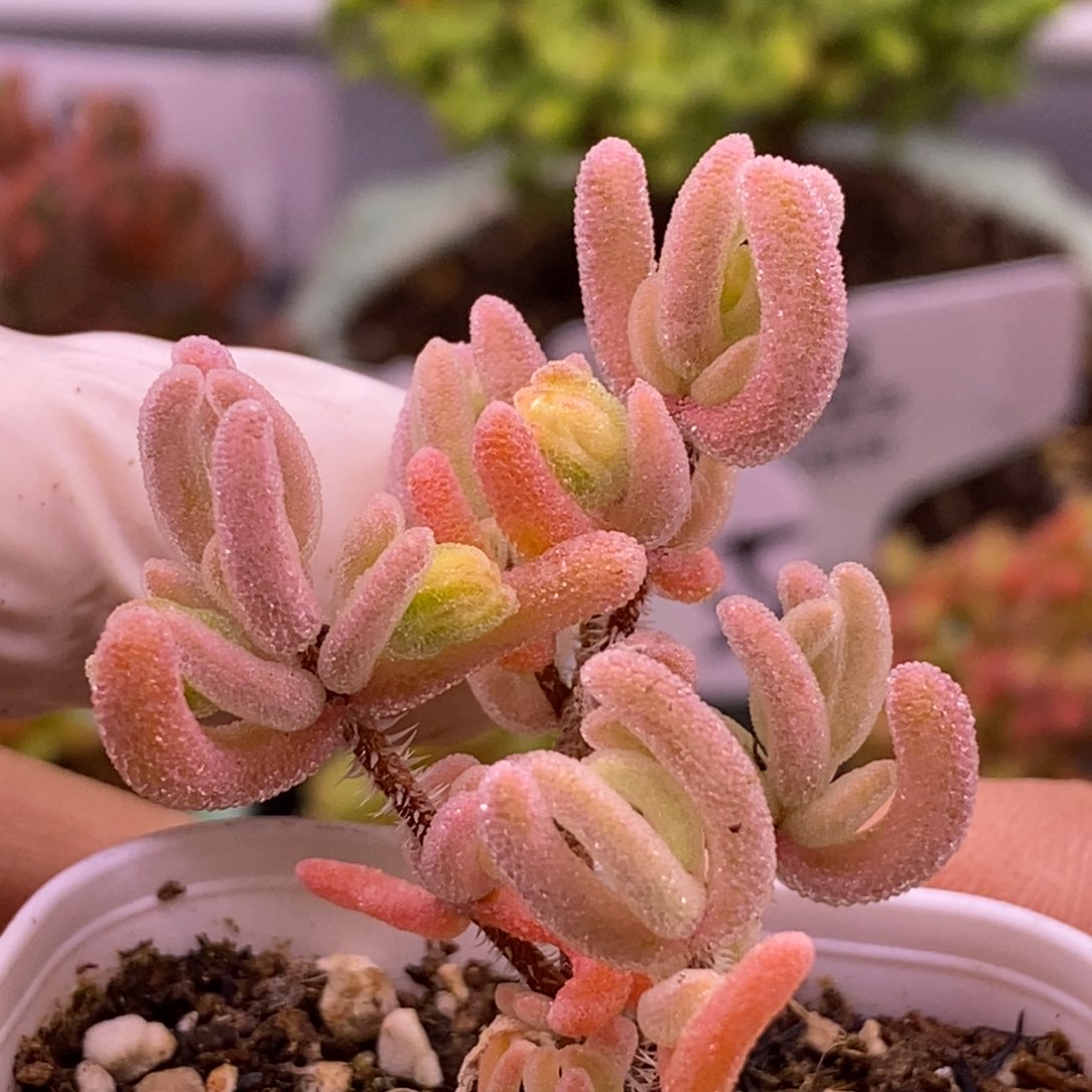 158紫闪光。