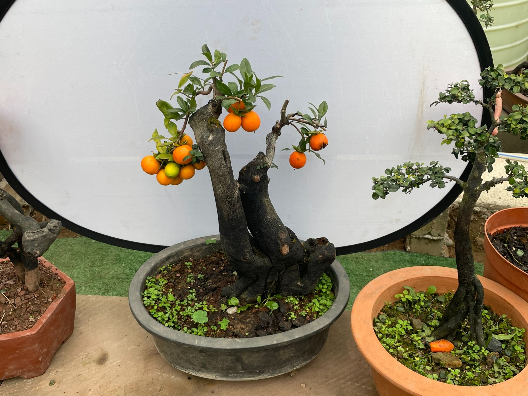 金弹子盆景瓶兰花一拍一付（非直播间下单不发货）