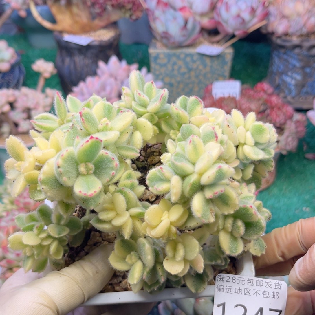 大1247。v z b xv z b n