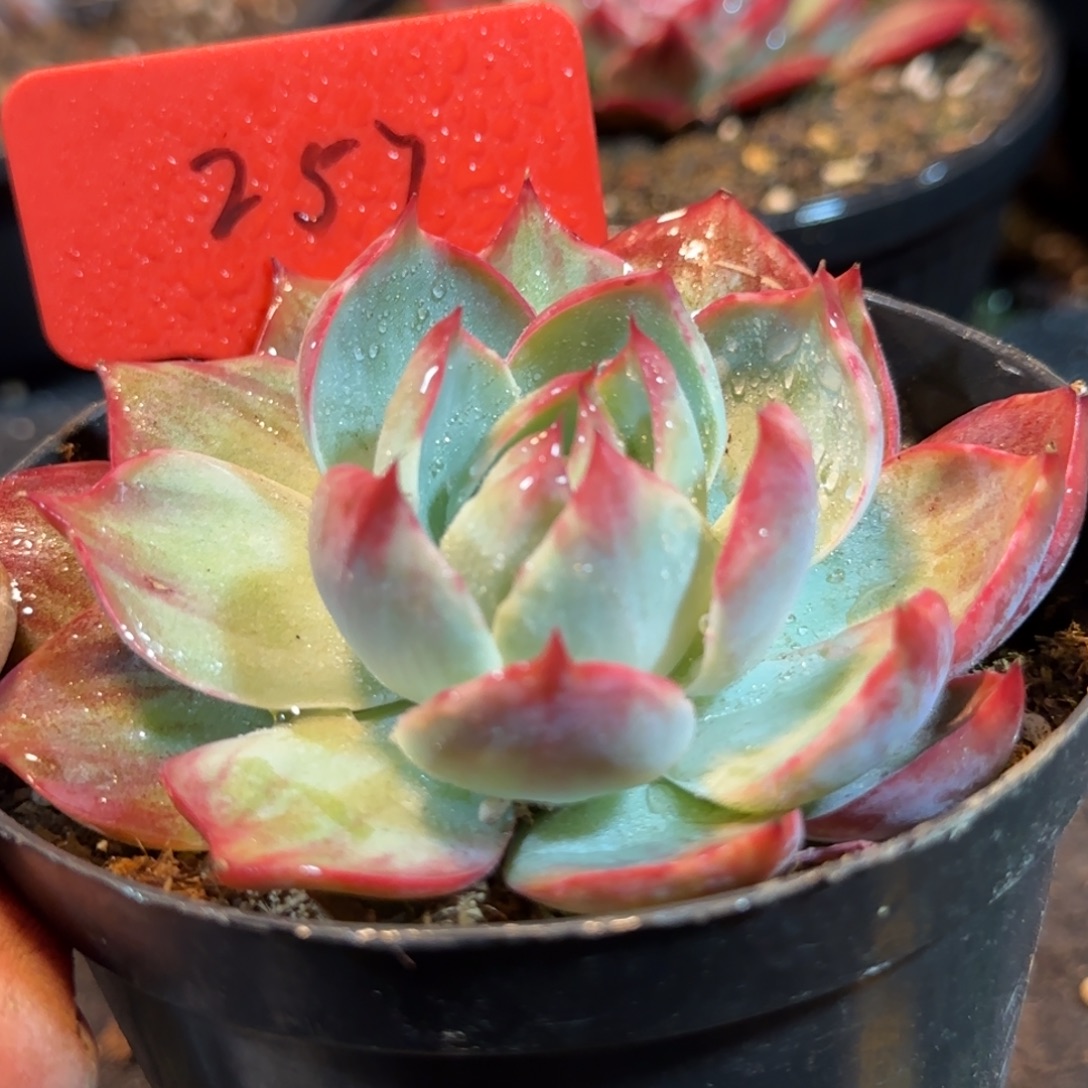 惊鸿一物一拍包装收缩花旱257