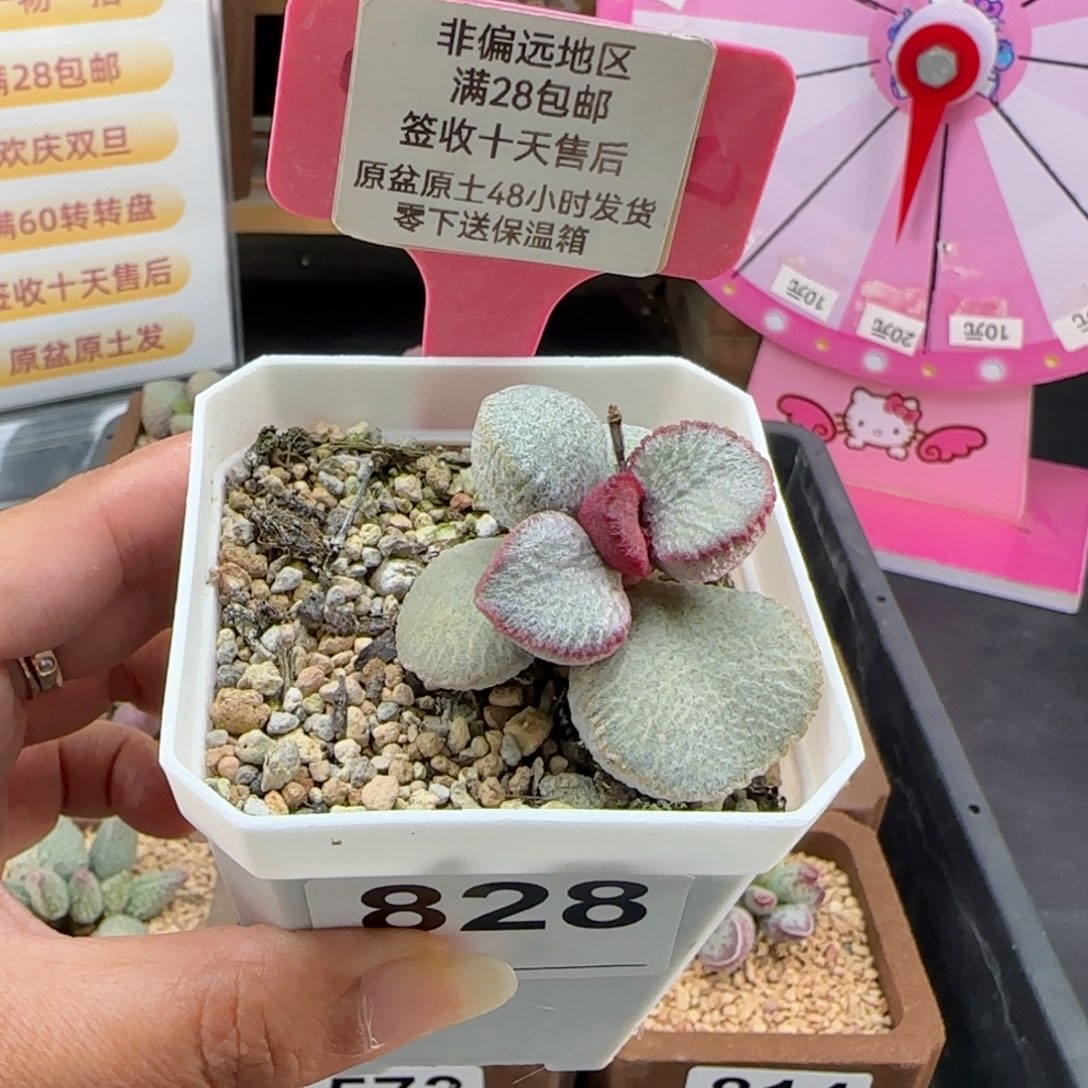 828圣姬磨砂蛋多肉植物