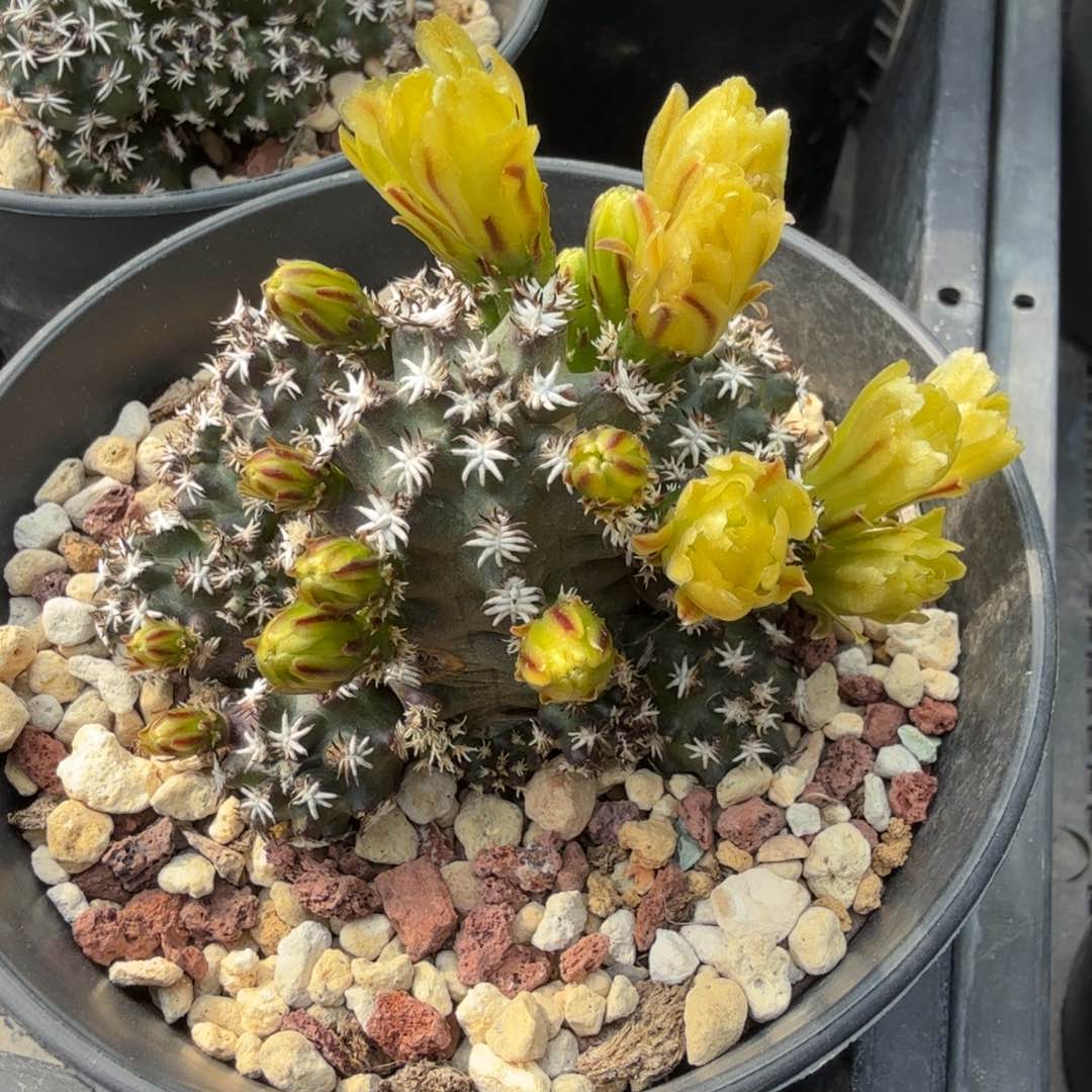 短豪刺青花虾多肉植物6cm以上随机发