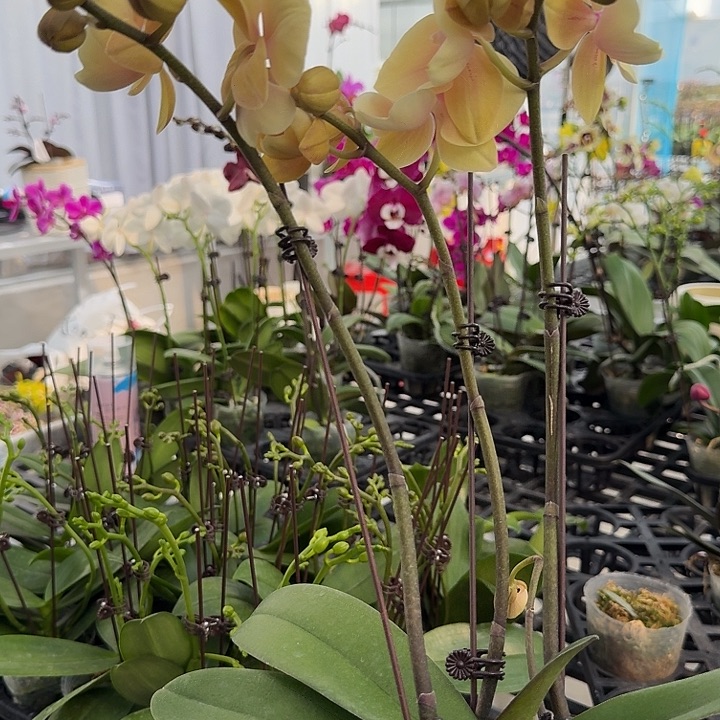 帅***娘大部分开放少量花苞204