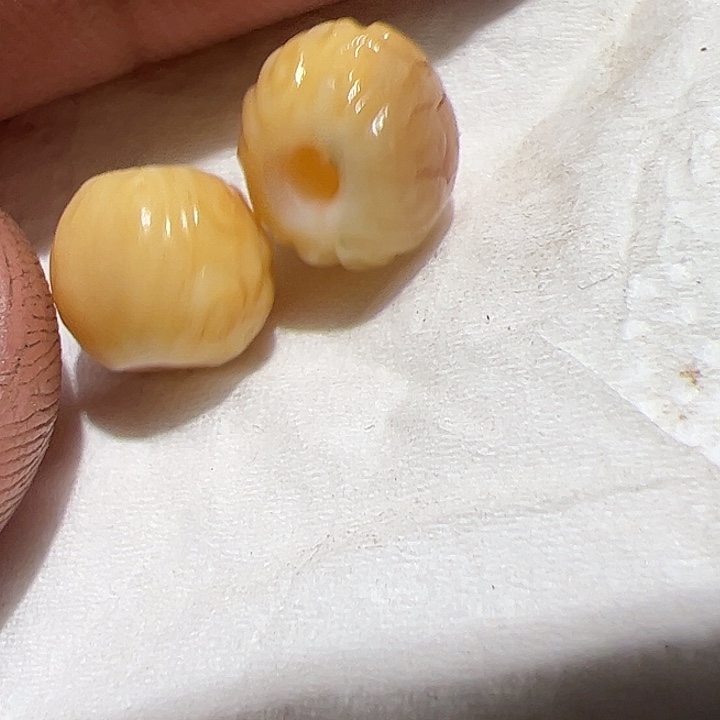 香榧木在这里的确