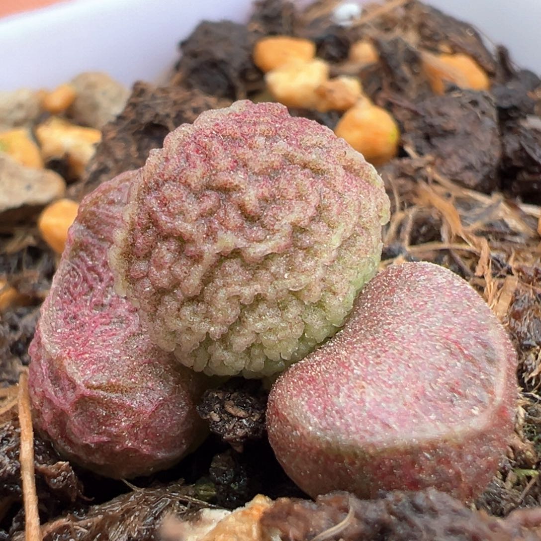 实生新品多肉植物水泡