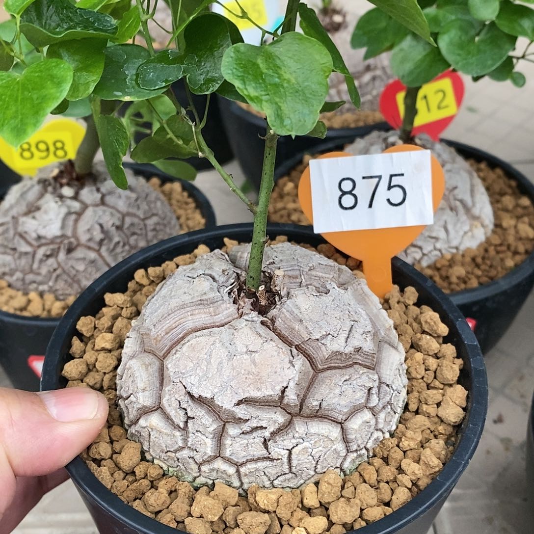 南非龟甲龙龟甲龙