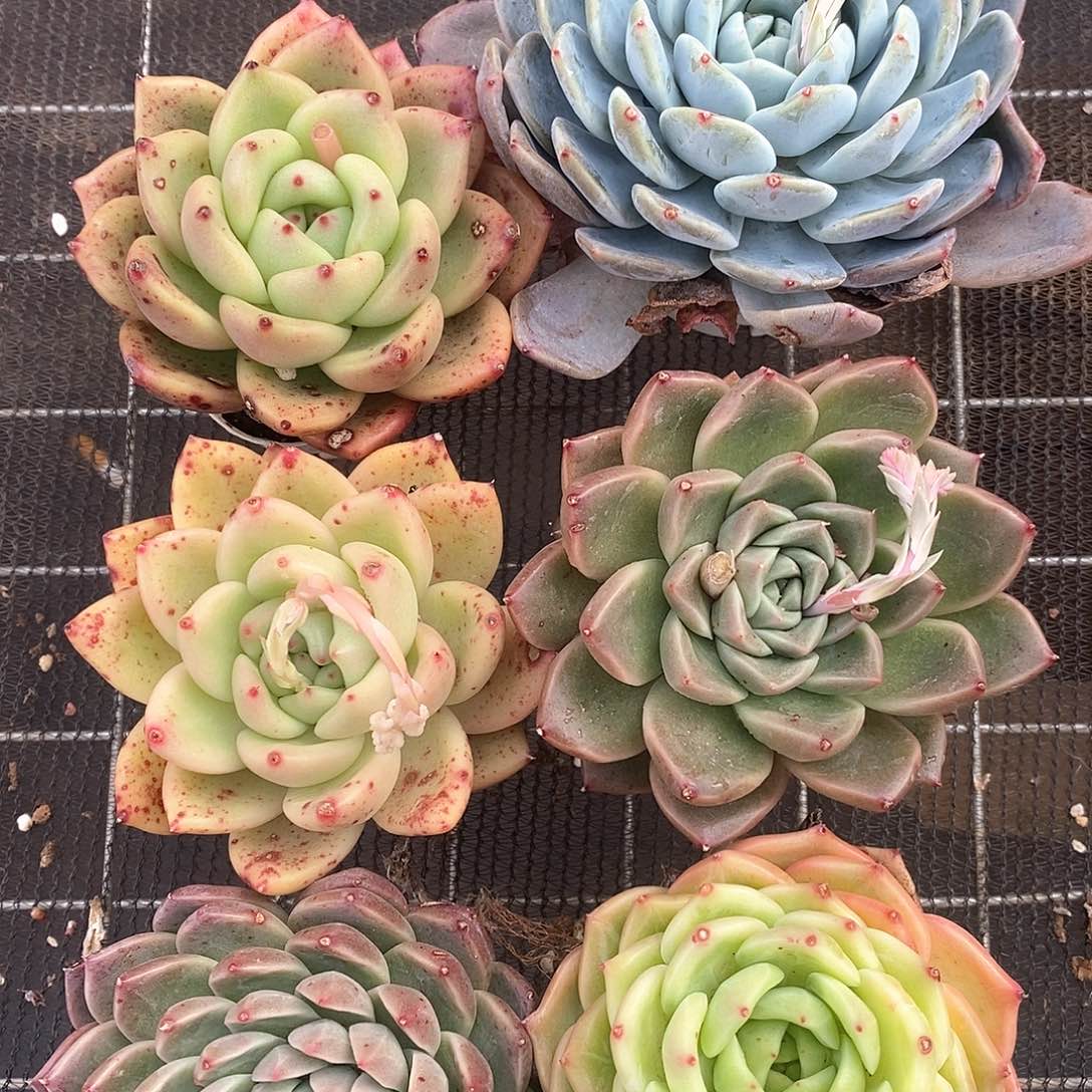 单头超大个超大胖嘟嘟9.9包邮6406