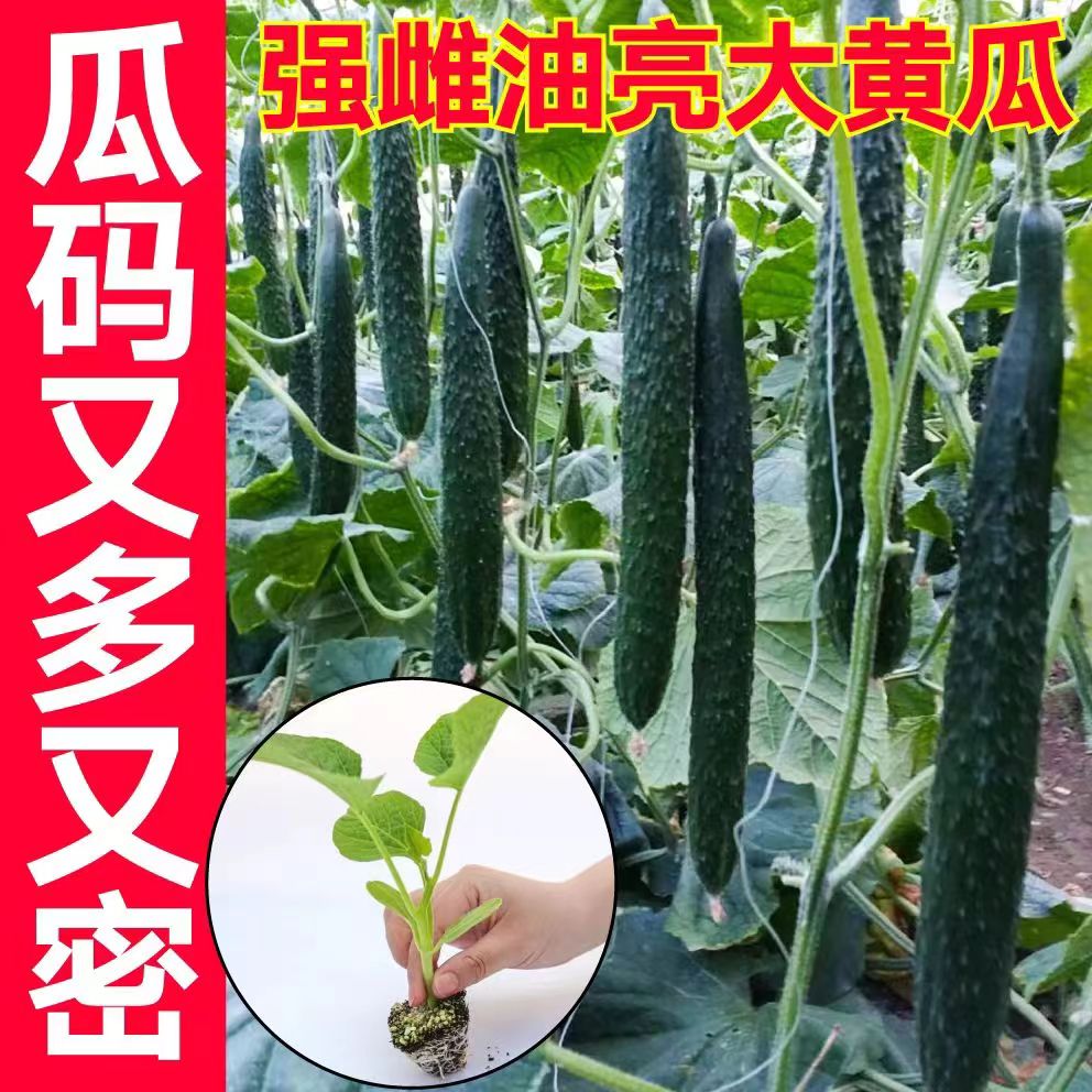 寿光强雌大黄瓜种苗脆甜多汁高产抗病挂果多庭院阳台种植