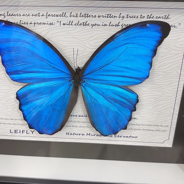 壹***、蝴蝶标本定制318@