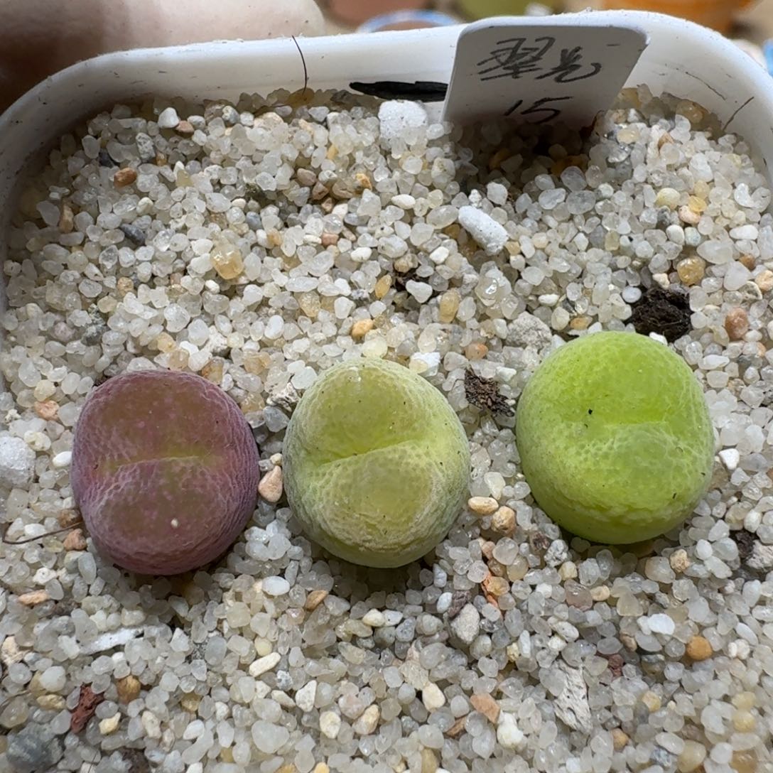 0613-08翠光肉锥肉锥肉锥
