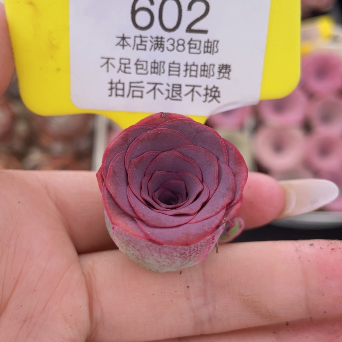 阿***黎山地玫瑰602满38包邮裸根发货