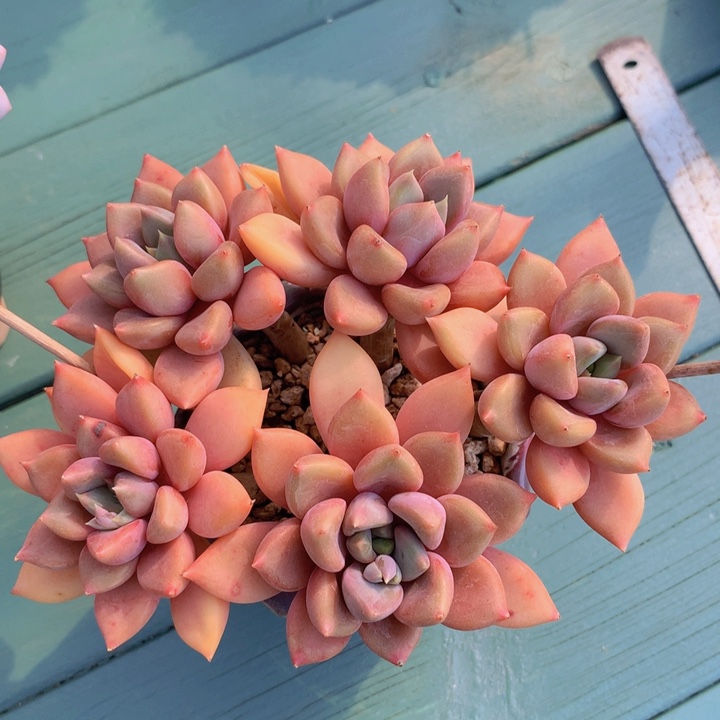 红象牙老庄群无砍