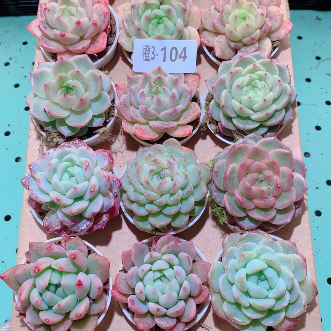 3-104一物一拍多肉带盆18颗