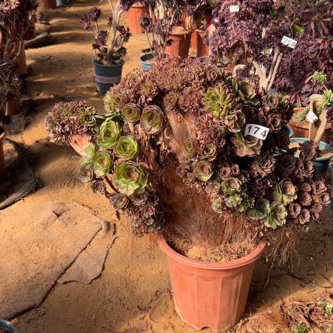 万朵有伤板薄174官府55