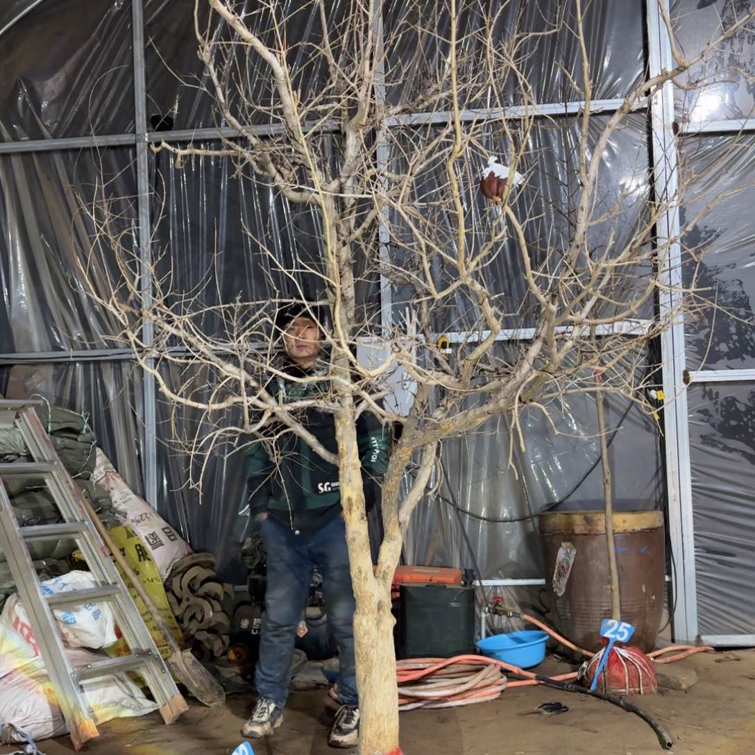 凤***姐完全开放石榴树888888