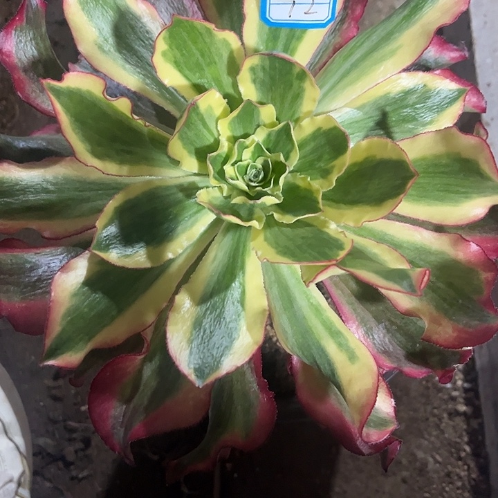 12魅影法师多肉植物