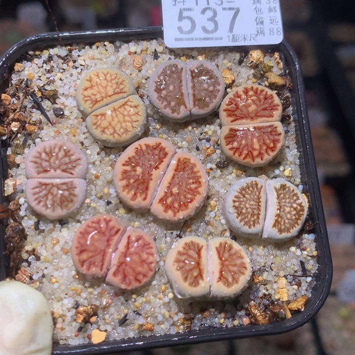 绝绝子生石花113.537