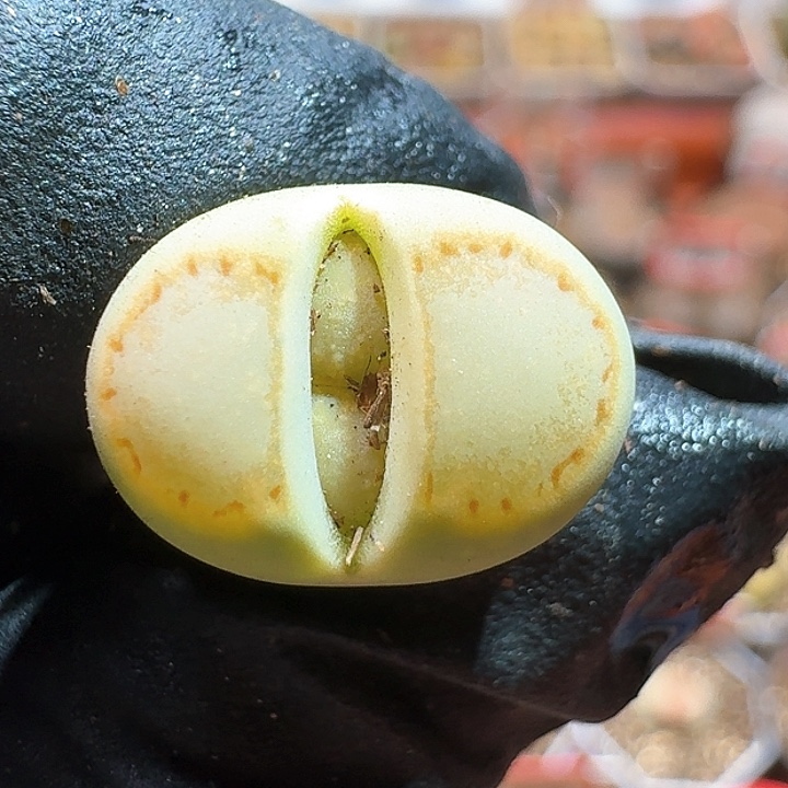 生石花23:：。   183