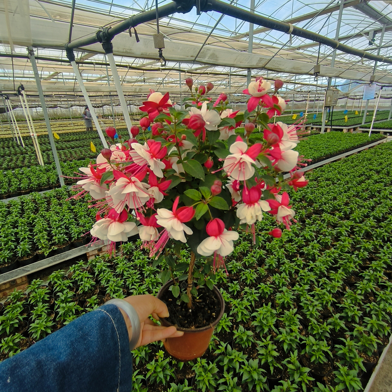 棒棒糖灯笼花倒挂金钟盆栽花卉室内重瓣花苗吊钟四季开花宝莲灯