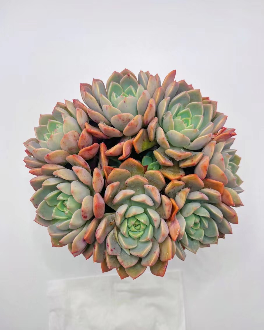 红粉佳人 多肉植物 粉色 云南基地直发 满18包邮