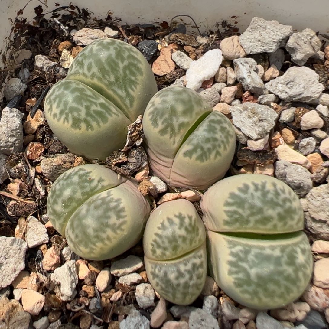 120多肉植物百科青瓷