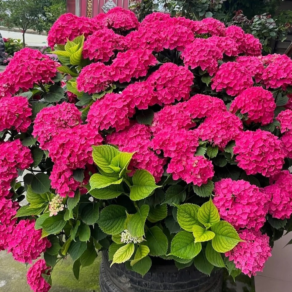 玫红妈妈、-玫红绣球批发花卉中华花苗庭院盆栽大冠幅室内外绿植