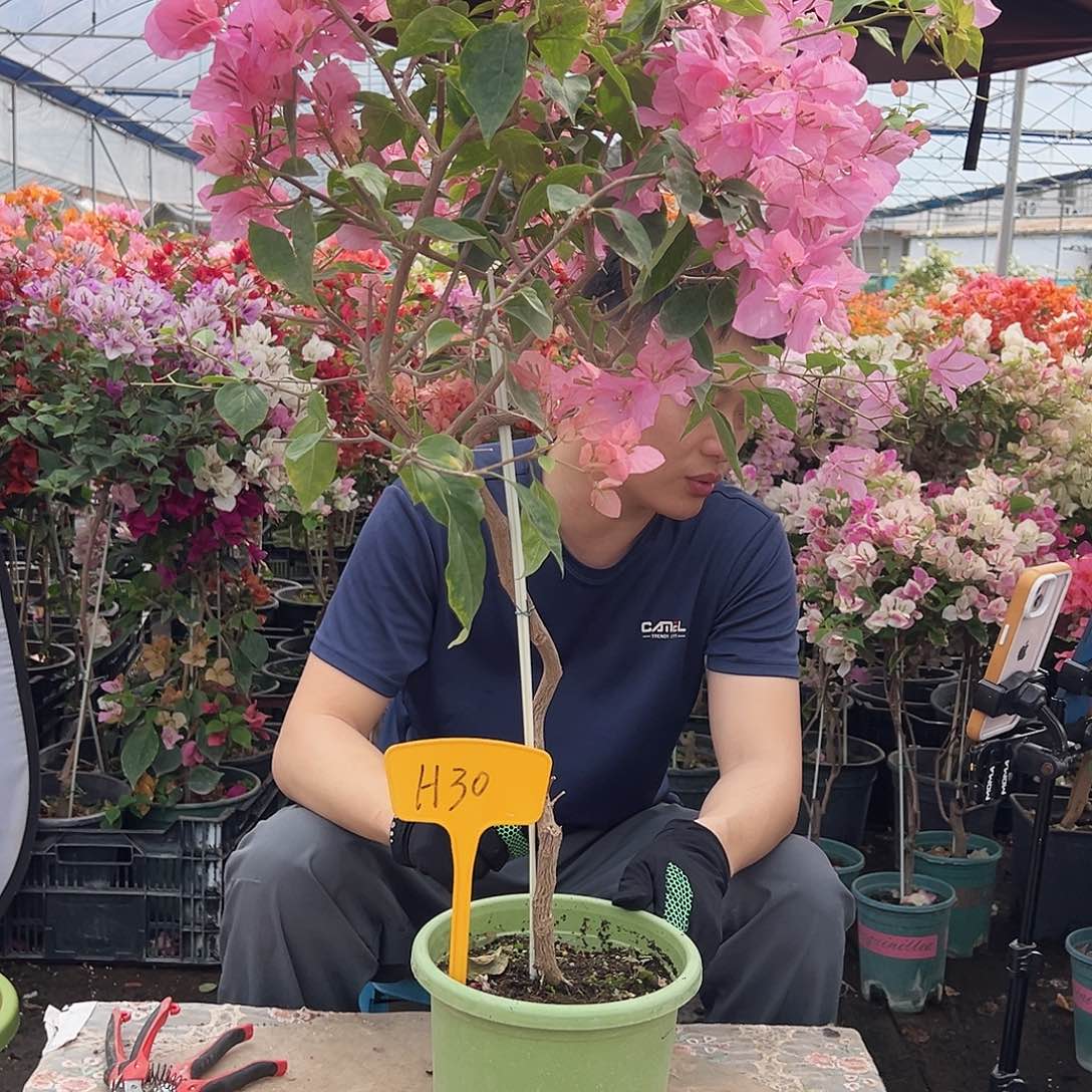 叹***.大部分花苞少量开放H30橙粉公主