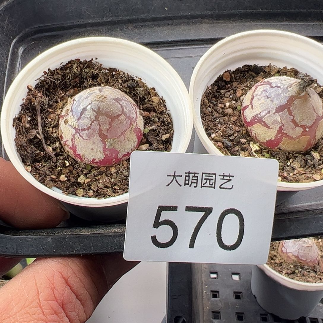 一物一拍。     2颗带盆土发。570